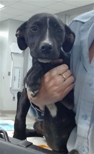 A468678 - American Pit Bull Terrier available for adoption