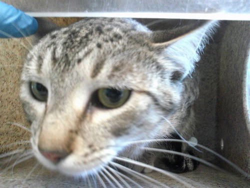 A478200 - Domestic Short Hair available for adoption