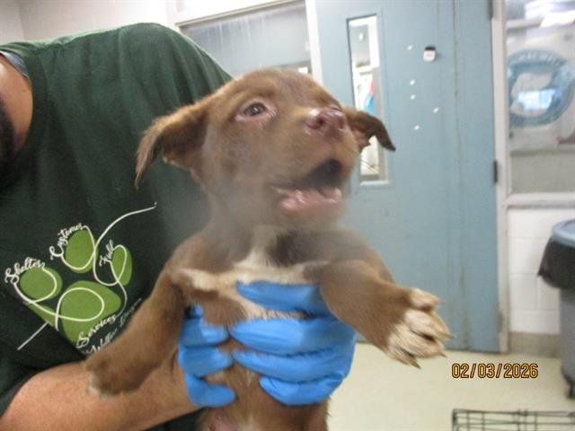 A469239 - Pit Bull Terrier available for adoption