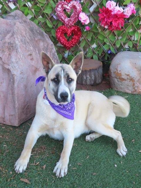 VIOLET - Siberian Husky available for adoption