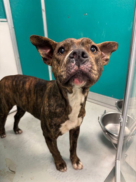 TIGER - Terrier / Australian Cattle Dog/Blue Heeler available for adoption