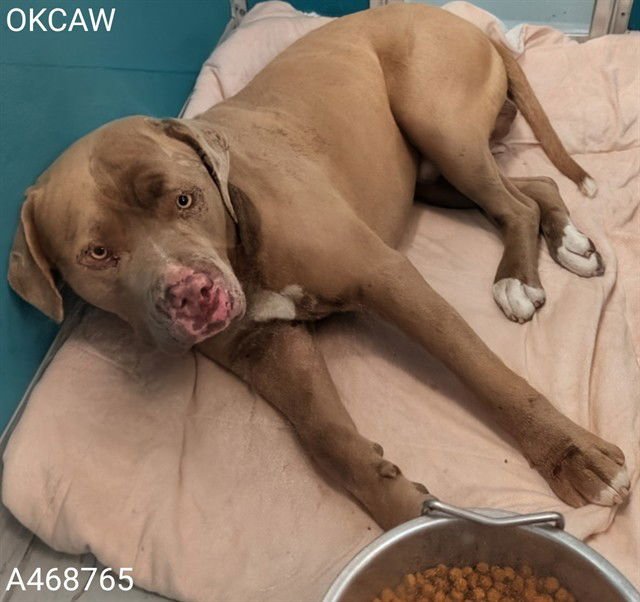 PABLO - American Bulldog available for adoption