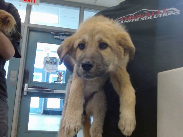 SOPHIE - Anatolian Shepherd available for adoption