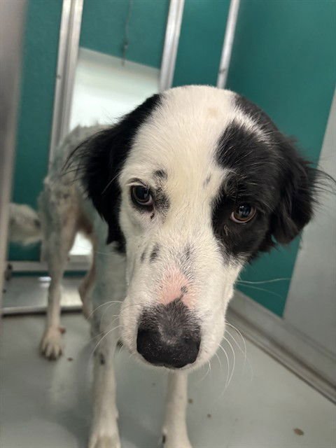PEARL - Border Collie available for adoption