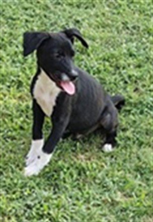 A479786 - American Staffordshire Terrier available for adoption