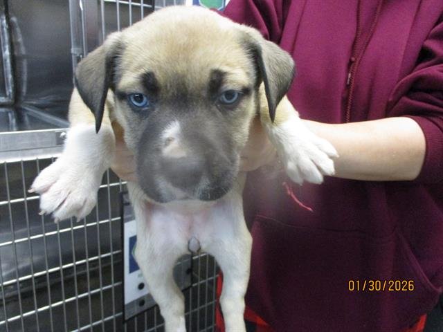 A469090 - American Pit Bull Terrier available for adoption