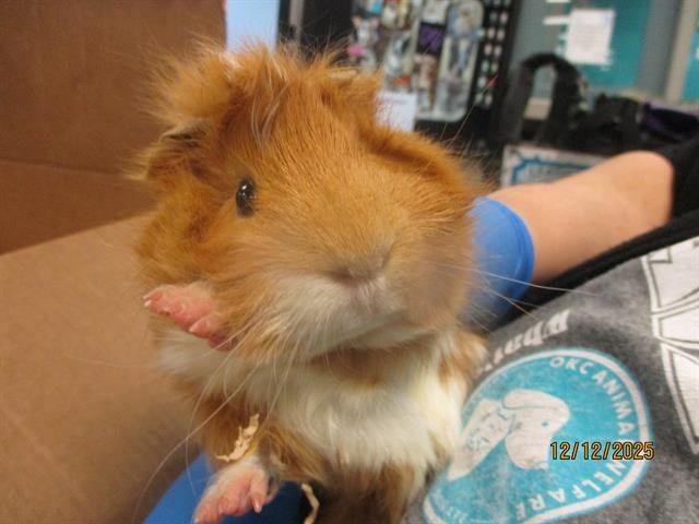 WINSTON - Guinea Pig available for adoption