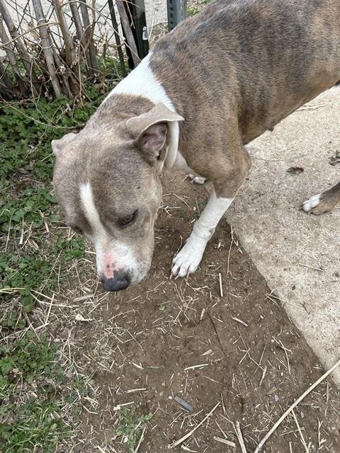 BABY - Pit Bull Terrier available for adoption