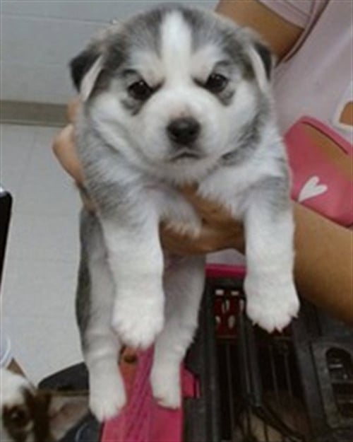 DOVE - Siberian Husky available for adoption