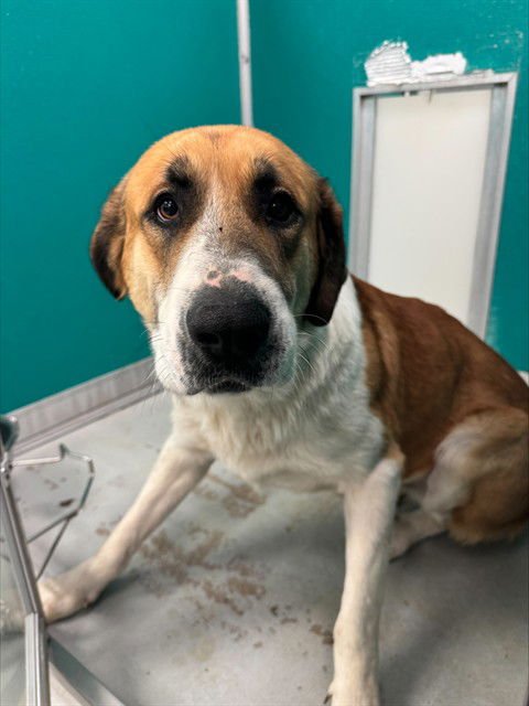 THOR - Anatolian Shepherd available for adoption