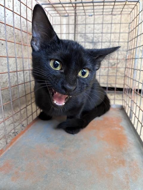 A467649 - Domestic Short Hair available for adoption