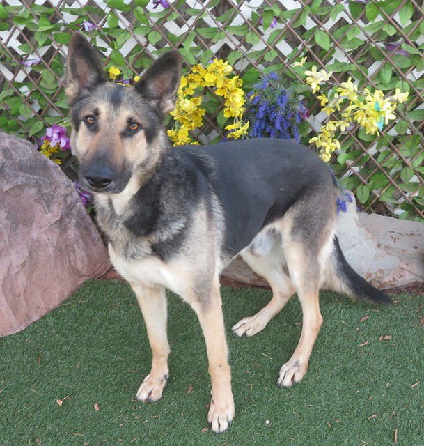 OTIS - German Shepherd Dog available for adoption