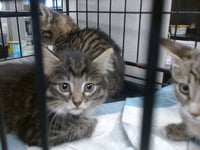 JALEN - Photo 1