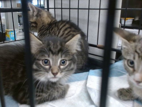 JALEN - Domestic Medium Hair available for adoption