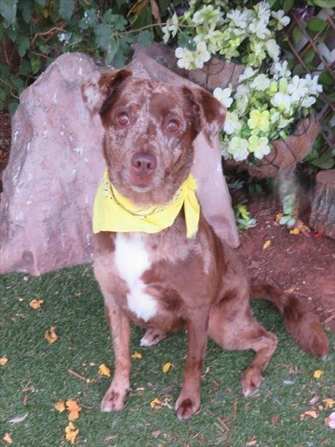 MYLA - Catahoula Leopard Dog available for adoption