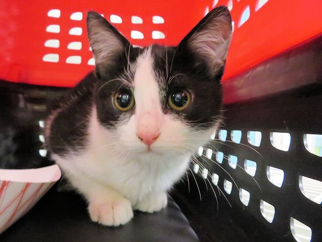 A468672 - Domestic Short Hair available for adoption