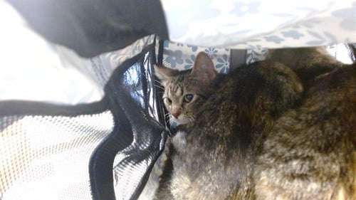 BEAR - Domestic Short Hair available for adoption