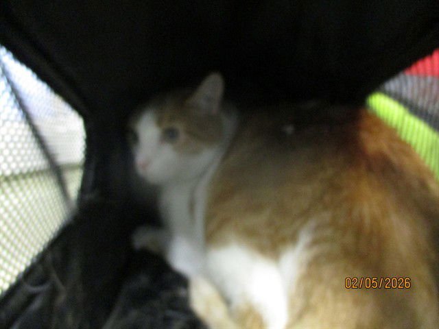 LUCKY - Domestic Short Hair available for adoption