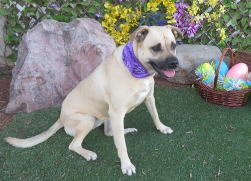 ZELDA - Black Mouth Cur available for adoption