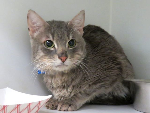 RORO - Domestic Medium Hair available for adoption