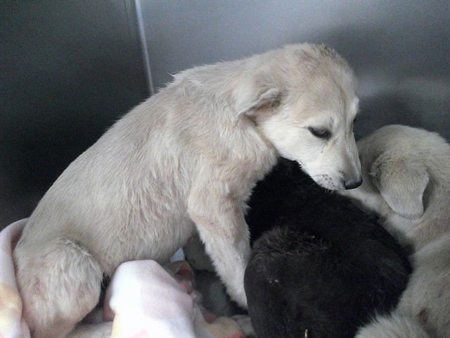 A469427 - Terrier available for adoption