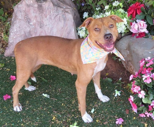 GOLDIE - Pit Bull Terrier available for adoption