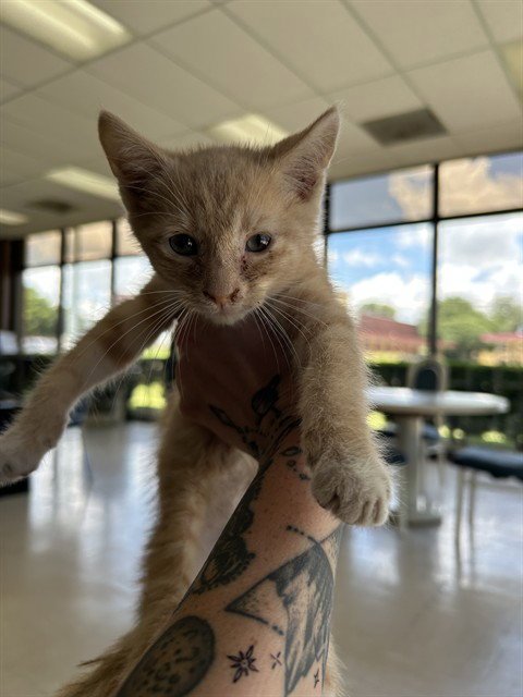 A478105 - Domestic Short Hair available for adoption