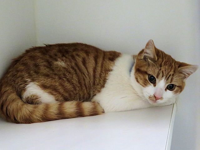 TEDDY - Domestic Short Hair available for adoption