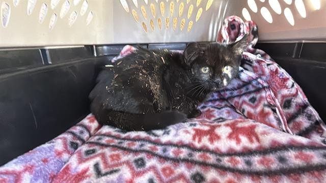 A468783 - Domestic Short Hair available for adoption