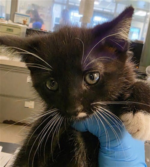 CHAOS - Domestic Short Hair available for adoption
