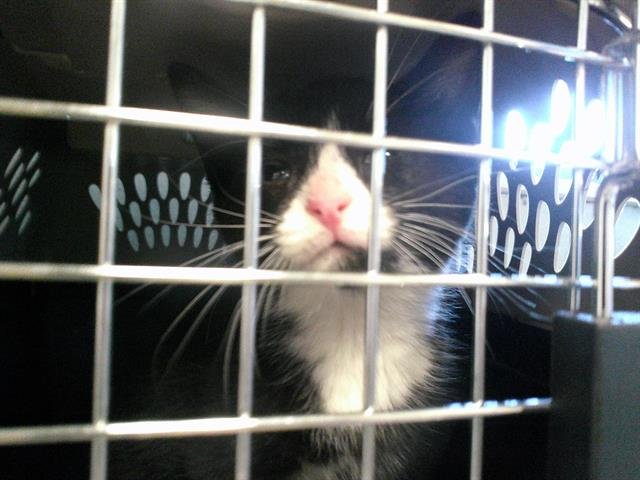 A467826 - Domestic Short Hair available for adoption