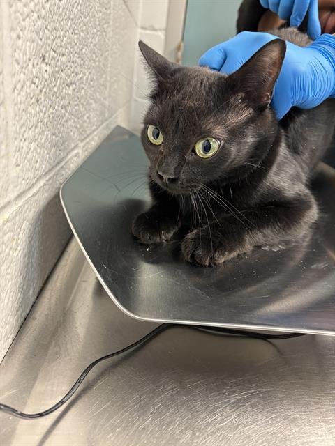 NOVA - Domestic Short Hair available for adoption