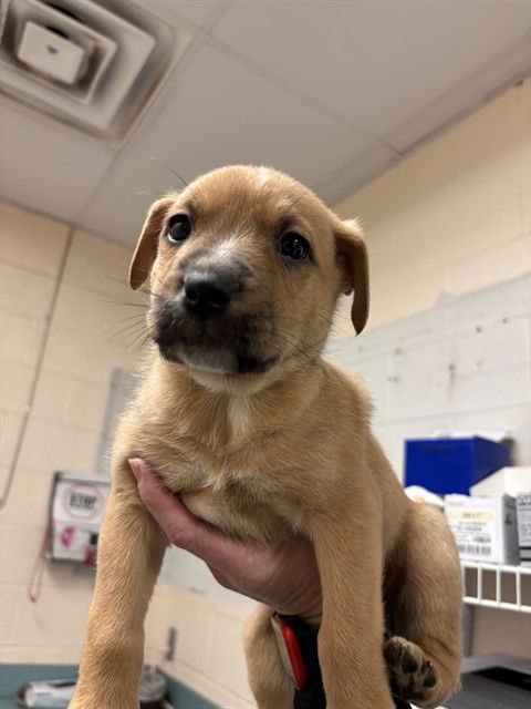 SPRITE - Pit Bull Terrier available for adoption