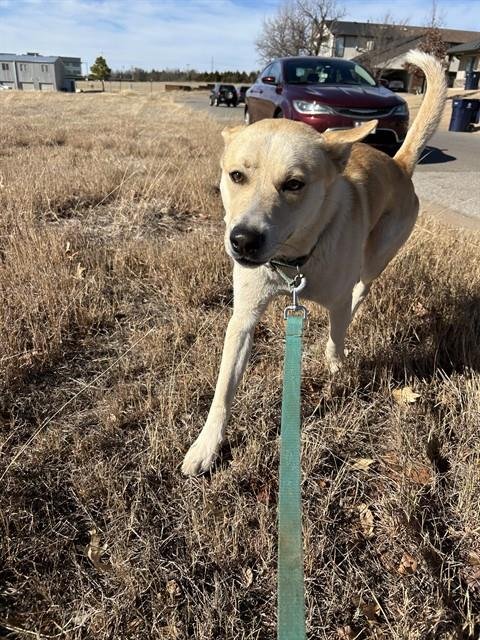 MURPHY - German Shepherd Dog available for adoption