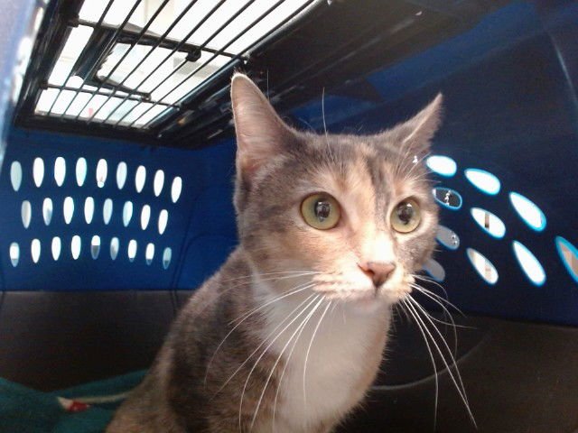 PENNY - Domestic Short Hair available for adoption