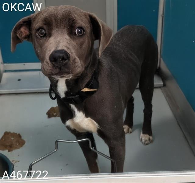 A467722 - Pit Bull Terrier available for adoption