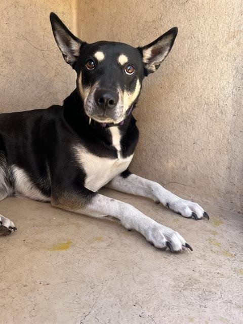 SZA - German Shepherd Dog / Siberian Husky available for adoption