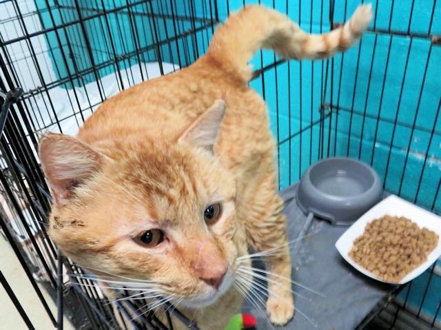 A468766 - Domestic Short Hair available for adoption