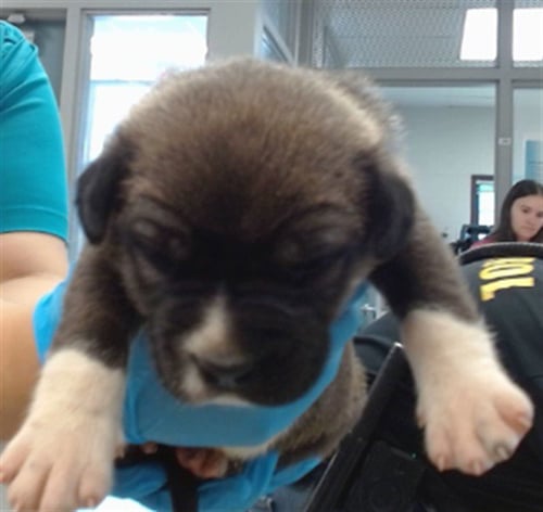 A475203 - German Shepherd Dog available for adoption