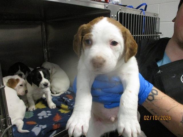 MOSS - Hound available for adoption