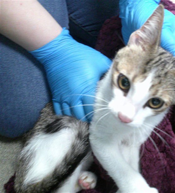 A469716 - Domestic Short Hair available for adoption