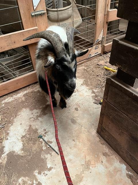 A467416 - Goat available for adoption