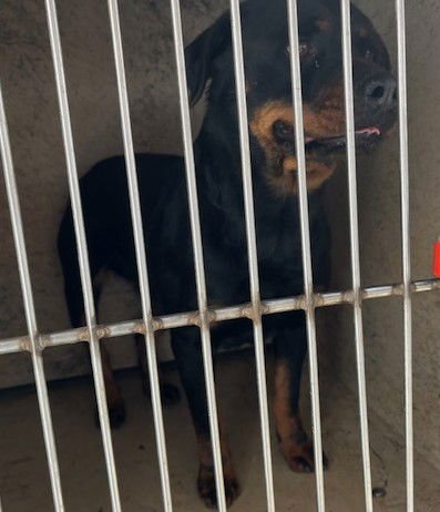 TASHA - Rottweiler available for adoption