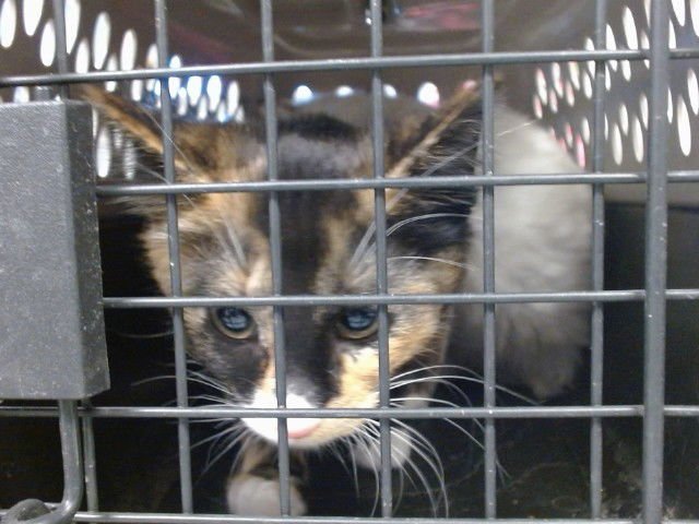 A468486 - Domestic Short Hair available for adoption