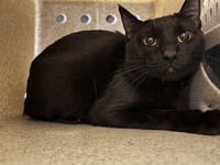 A474133 - Photo 1