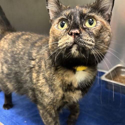 A479595 - Domestic Short Hair available for adoption