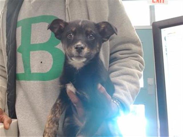 A467853 - Hound available for adoption