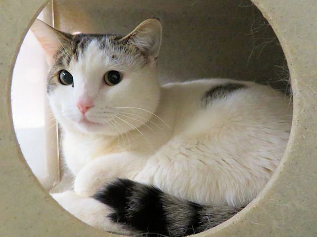 A469132 - Domestic Short Hair available for adoption