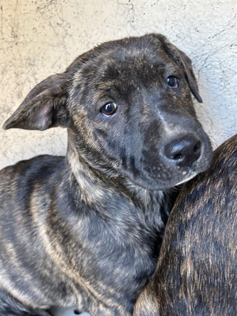 A467773 - Staffordshire Bull Terrier available for adoption