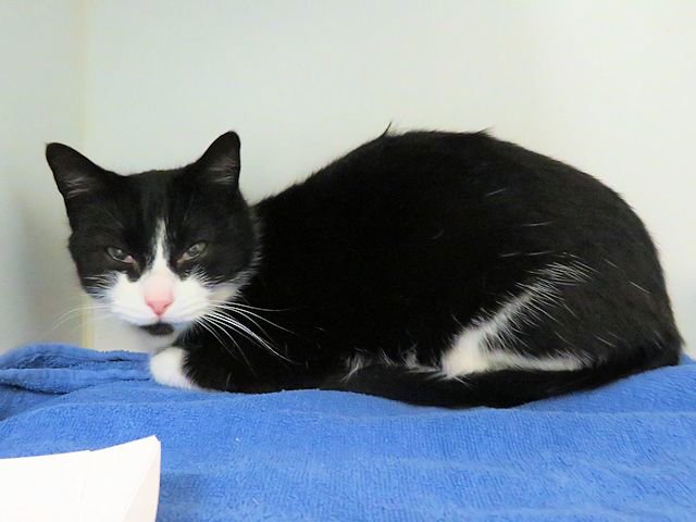 A469401 - Domestic Short Hair available for adoption